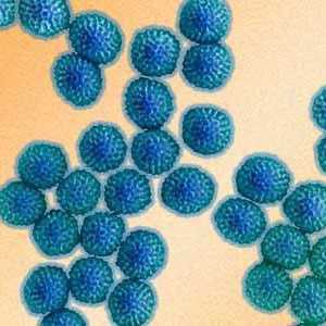 Инкубационният период на ротавирус при възрастни и деца. Симптоми на ротавирусна инфекция