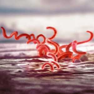 Инкубационният период на сифилис: как се проявява? Причини и симптоми