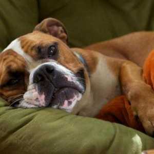 Инсулт при кучета: причини и първа помощ