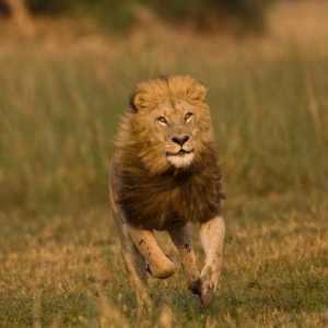 Интересен за животните. Кой е по-бърз: лъв или елк?
