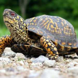 Интересни факти за костенурките. Уникални възможности на костенурките