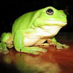 Интересни факти за жабите. Стъклена жаба: Интересни факти