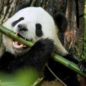 Интересни факти за панди, които ще ударят много