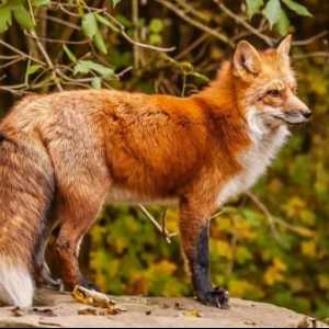 Интересни малко известни факти за живота на лисицата, нейните навици и диета