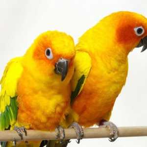 Интересен факт за папагалите за деца