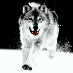 Интересен факт за вълците. Вълк и вълк