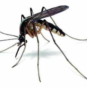 Интересен въпрос - до каква степен комарите достигат?
