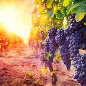 Италианско вино Canti: преглед на виното и клиентски отзиви
