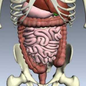 Какви са органите на човешката храносмилателна система? Описание, структура и функции