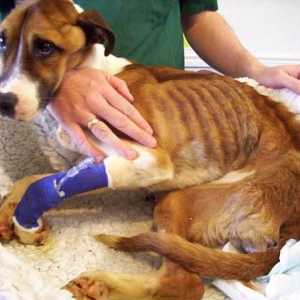 Злоупотреба с животни: член 245 от Наказателния кодекс на Руската федерация и регионални актове