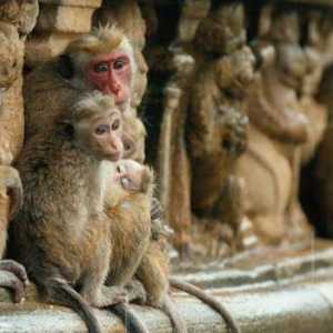Промяна на йерархията при маймуни. Невероятният свят на приматите