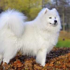 Проучваме една мечтана книга: бяло куче за онова, което мечтае?