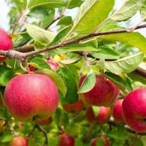 Ябълки "Елена": ябълково дърво и описание, грижа за дърветата
