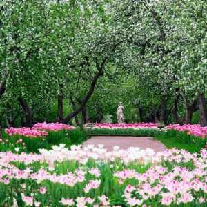 Градини от ябълково дърво в Коломенско (снимка)