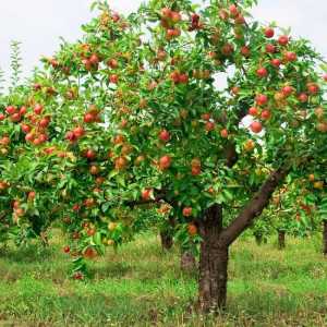 Ябълково дърво "Флорина": кратко описание на растението, условията на отглеждане