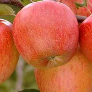 Ябълково дърво "fuji". Как изглежда ябълковото дърво "fuji": описание на сорта