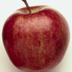 Ябълково дърво "gloster": описание на сорта, снимка