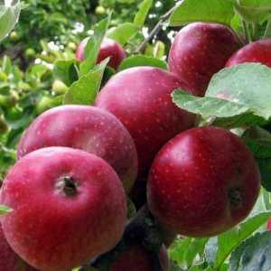 Ябълково дърво "covalenkovsky": описание на една степен и напускане