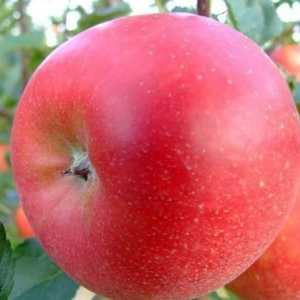 Ябълково дърво "лигол": описание на сорта, снимка