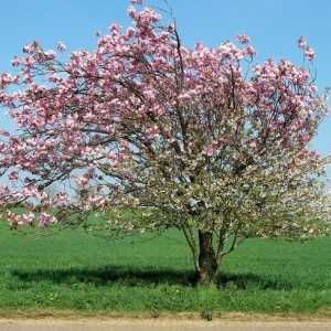 Apple Tree Mantet: Описание на сортовете, засаждане и грижи