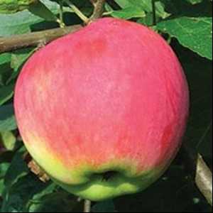 Apple Tree Mantet е описание на сорта