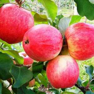 Apple Tree Dream: тайни на отглеждането