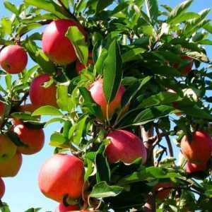 Ябълково дърво: засаждане и грижи за разсад