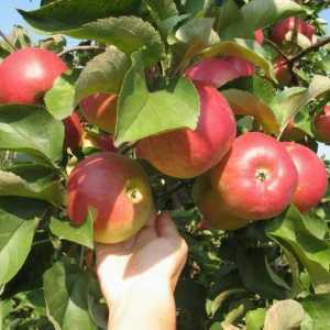 Apple tree `delight`: описание, снимка, ревюта