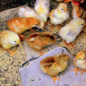 Пилета от яйца и бройлери. Как да се храним