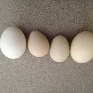 Яйца от гвинейски птици: отглеждане на птици вкъщи