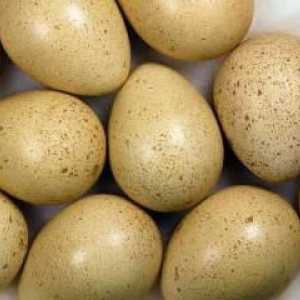 Яйце на фазан: полезни свойства и снимки