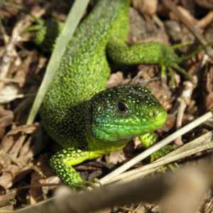 Lizard - ненадминат майстор на камуфлажа в природата