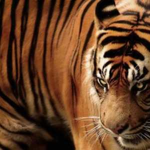 Джиганският тигър жив ли е? Описание на вида