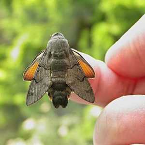 Язакан обикновен - насекомо "колибри"