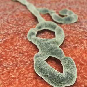 Ебола: инкубационен период. Как се заразяват с Ебола?