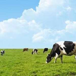 Ефективни антибиотици за мастит при крави