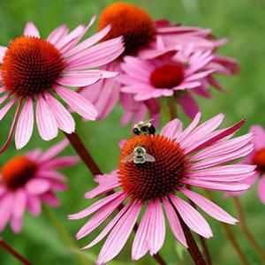 Ехинацея: цветя на красиво растение укрепват имунитета