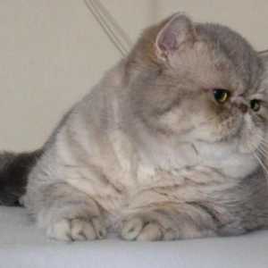 Exot - котка с големи очи и плосък муцунин. Описание на породата, снимка