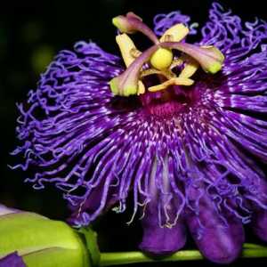 Екзотични цветя: красота и оригиналност в къщата