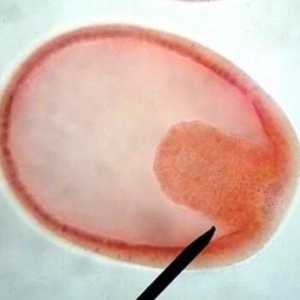 Ембриологията е ... Историята на ембриологията