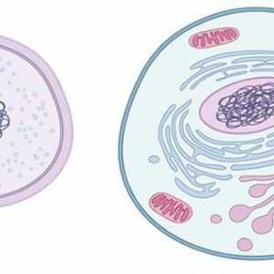 Еукариотите са организми, чиито клетки имат ядро