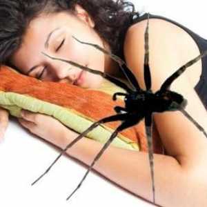 Какво правят паяците в сън? Интерпретаторът дава обяснения