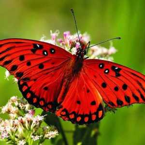 За какво мечтае пеперудата: тълкуването и смисъла на мечтите