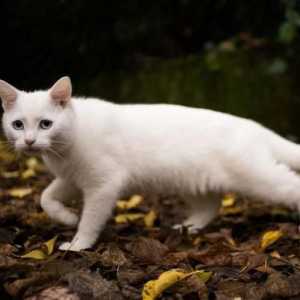 Защо мечтаете за бяла котка? Тълкуване на мечтите