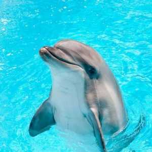 За какво мечтае делфините? Тълкуване: тълкуване