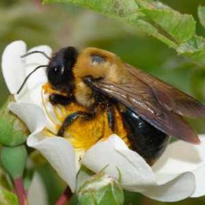 Защо мечтата на пчеларка ли е? Да видиш в съня си хапещо насекомо или цял рояк