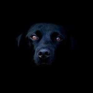 За какво мечтае черно куче? Тълкуване на сън