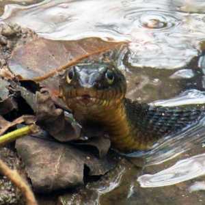Защо змии във водата? Какво означава, ако змия ухапе във вода в сън?