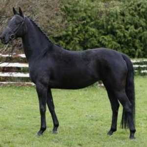 Кабарска порода коне: история, описание, описание на бившия териер