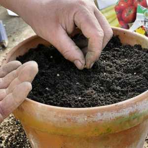 Качествена почва за разсад: характеристики, състав и препоръки